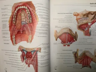 ATLAS DE ANATOMÍA HUMANA