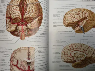 ATLAS DE ANATOMÍA HUMANA