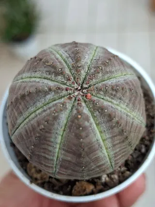 Euphorbia obesa