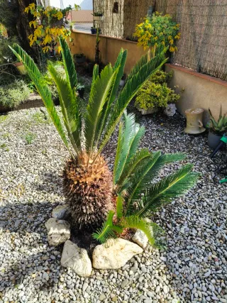 Palmera decorativa grande para jardín