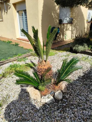 Palmera decorativa grande para jardín