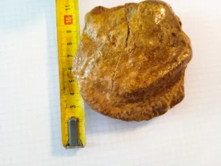 Bivalvo Fósil Barnizado