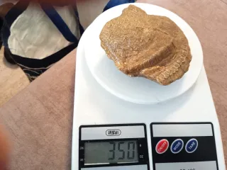 Bivalvo Fósil Barnizado