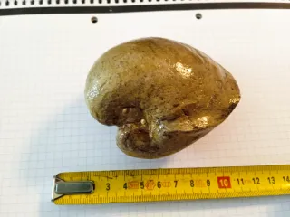 Fósil bivalvo barnizado