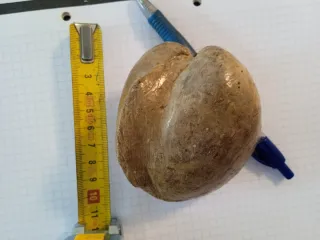 Fósil bivalvo barnizado