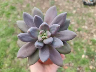 Pachycereus Blue Mist