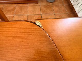 Mesa de comedor y 6 sillas de madera