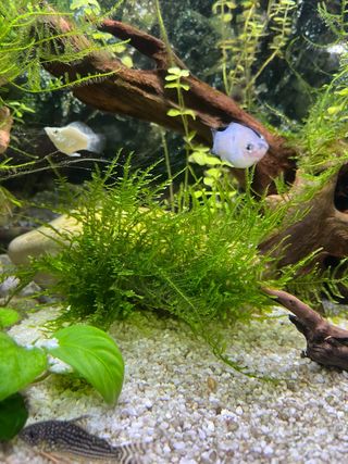 Musgo para acuarios