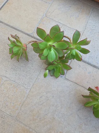 Piante grasse miste...tutte dovrebbero essere 35