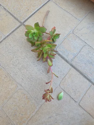 Piante grasse miste...tutte dovrebbero essere 35