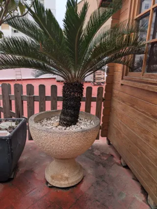 Maceta de piedra grande beige 60cm de diámetro