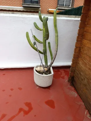 Maceta de piedra esquinera