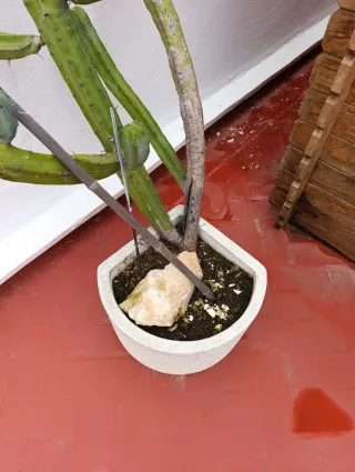 Maceta de piedra esquinera