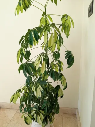 Planta Schefflera variegada