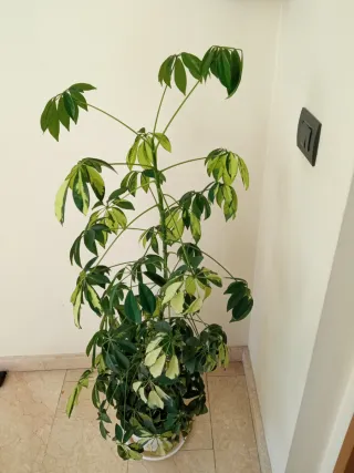 Planta Schefflera variegada