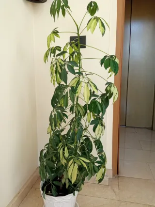 Planta Schefflera variegada