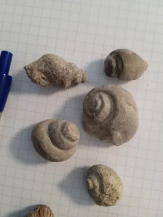 Caracolas y bivalvos fósil