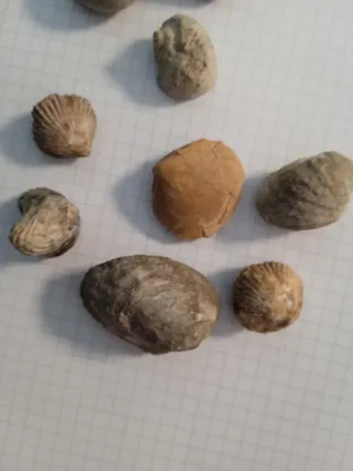 Caracolas y bivalvos fósil