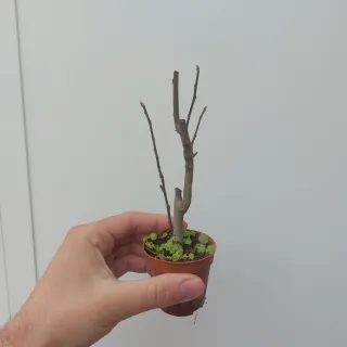 Pre Bonsai Manzano