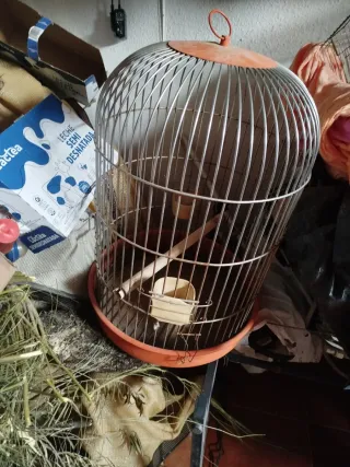Jaula para pájaros redonda
