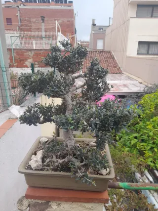 Bonsái de olivo