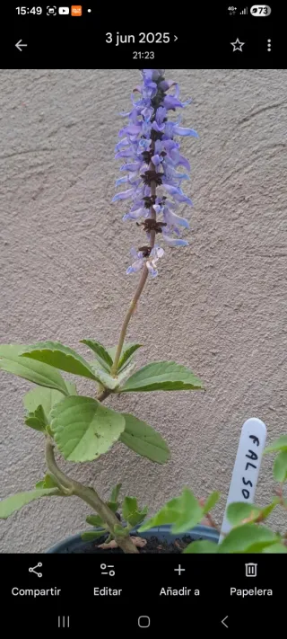 Falso Boldo - Planta Medicinal