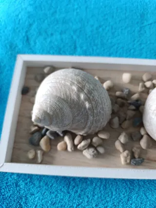 Decoración bandeja, conchas y piedras