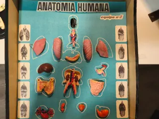 Juego Vintage Anatomía Humana Desmontable