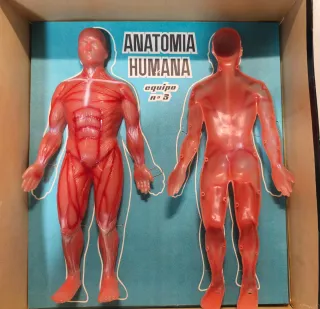 Juego Vintage Anatomía Humana Desmontable
