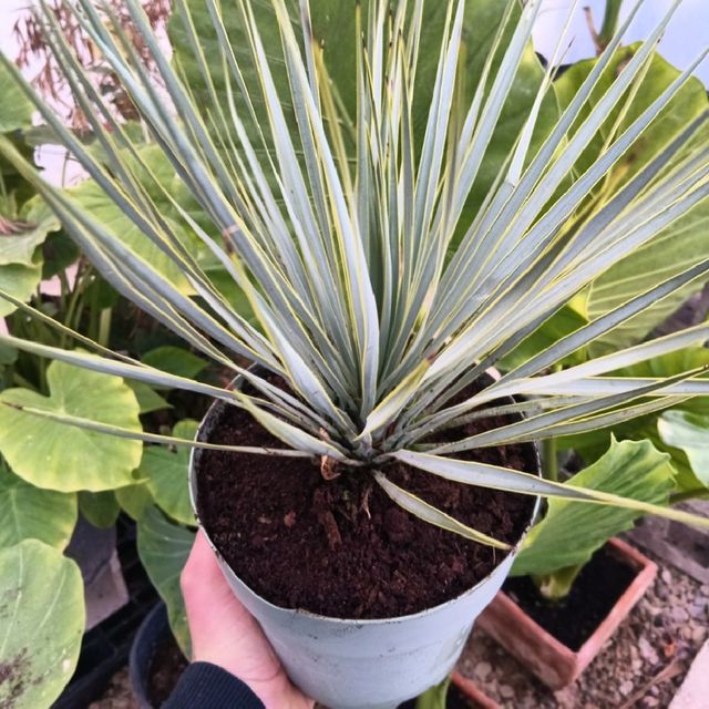 Yucca Rostrata [Yuca Azul] - Planta Viva - Talla M