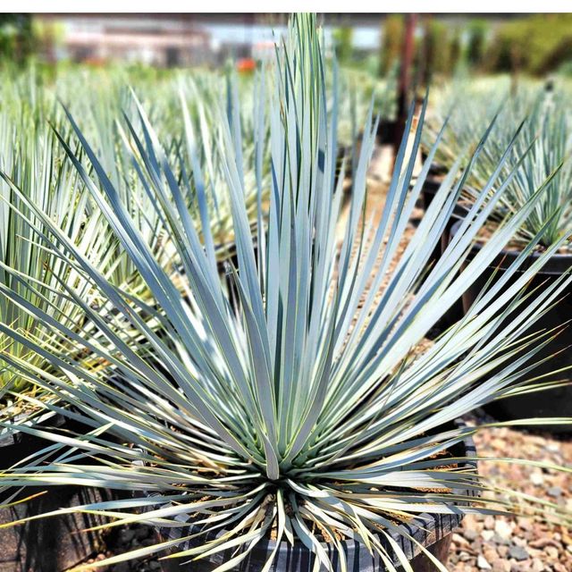 Yucca Rostrata [Yuca Azul] - Planta Viva - Talla M