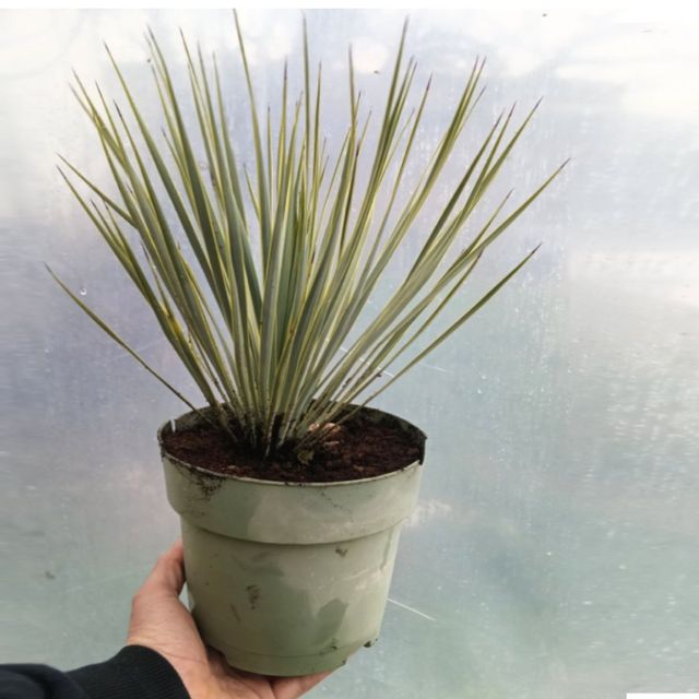 Yucca Rostrata [Yuca Azul] - Planta Viva - Talla M