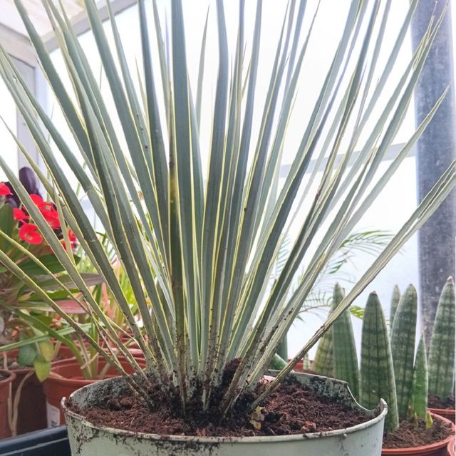 Yucca Rostrata [Yuca Azul] - Planta Viva - Talla M