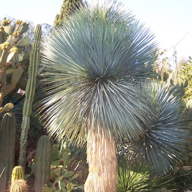 Yucca Rostrata [Yuca Azul] - Planta Viva - Talla M