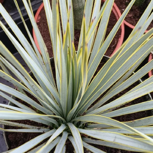 Yucca Rostrata [Yuca Azul] - Planta Viva - Talla M