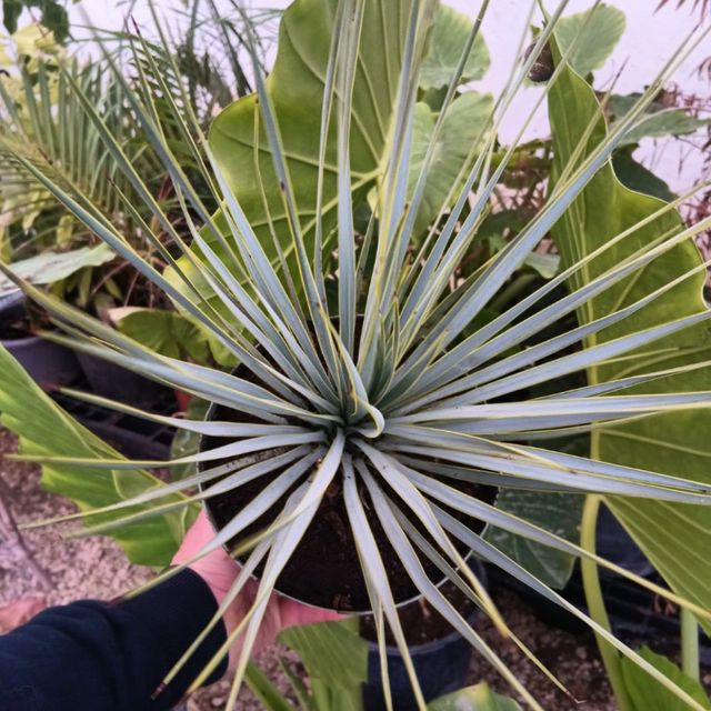 Yucca Rostrata [Yuca Azul] - Planta Viva - Talla M