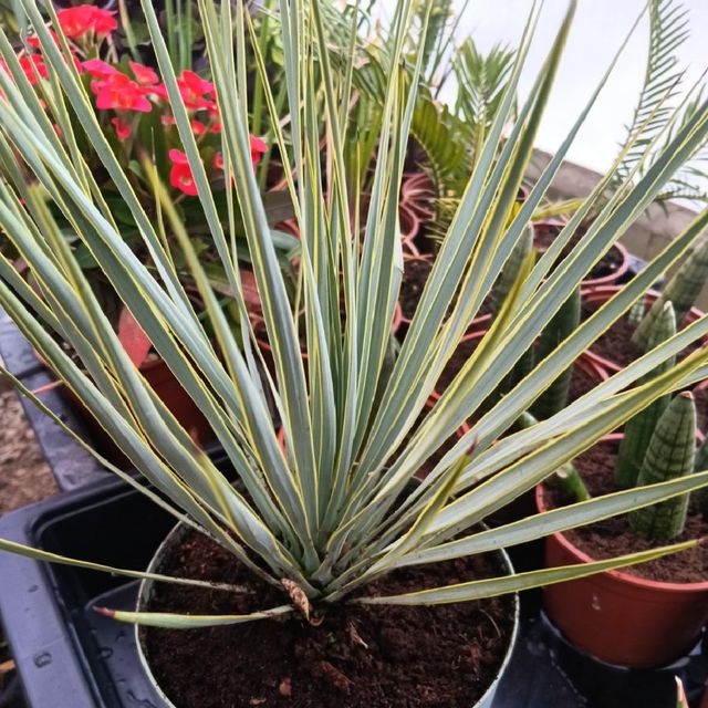 Yucca Rostrata [Yuca Azul] - Planta Viva - Talla M