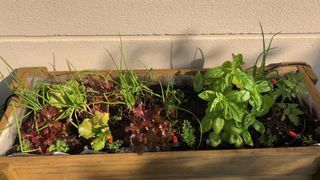 Mesa de cultivo madera elevada