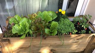 Mesa de cultivo madera elevada