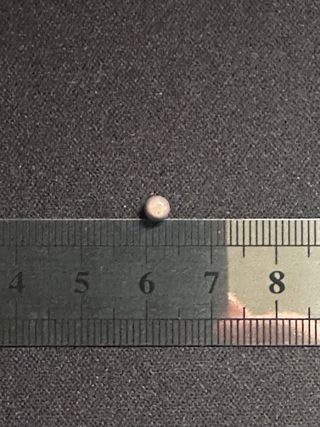 Perla natural almeja. Se encuentra una entre miles