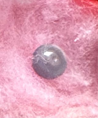 Perla natural almeja. Se encuentra una entre miles