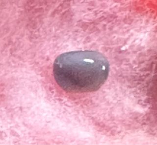 Perla natural almeja. Se encuentra una entre miles