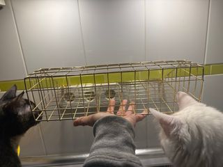 Colgador Pared Dorado Decorativo