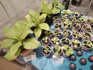 Nicotiana Tabacum - Plantas Jóvenes