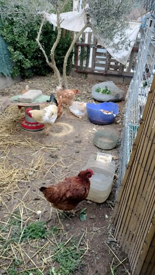 Estiércol de gallina