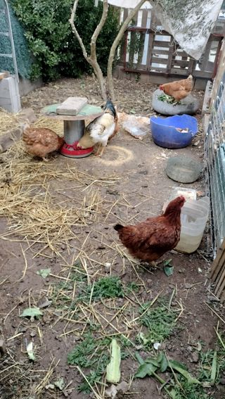 Estiércol de gallina