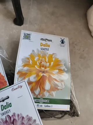 3 bulbi Dalia come in foto particolari