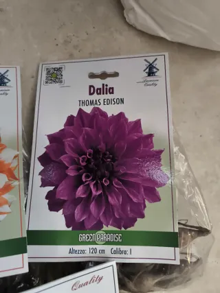 3 bulbi Dalia Green Paradise come in foto