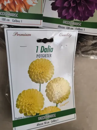 3 bulbi Dalia Green Paradise come in foto