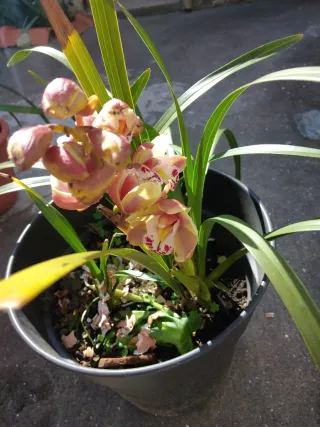 Vaso para orquídeas